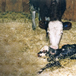 Monitoring the suckle reflex in calves