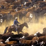 Cowboy on Horse During Cattle Roundup