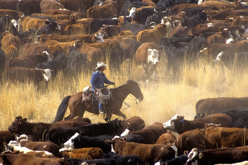 Cowboy on Horse During Cattle Roundup
