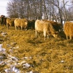 Cows coming into calving in poor shape is a consequence of how they are fed over the winter.