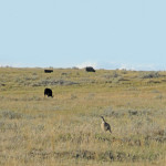 Ranching for beef and species at risk