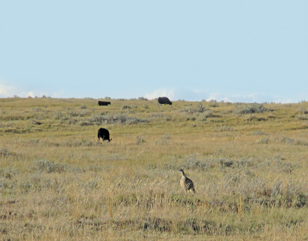 Ranching for beef and species at risk