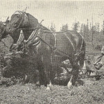 Cutting Timothy and Alsike clover at Fort St. James, B.C.