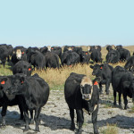 Getting first-calf heifers rebred on time