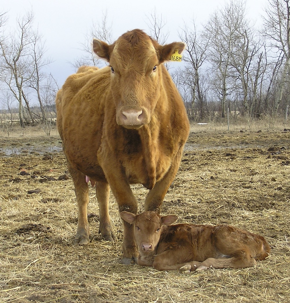 Search for simplicity when planning for calving season