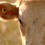 cow with ear identification tag