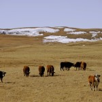 Many strategic deworming concepts have been developed for calves and replacement heifers, but have fallen short for the cow herd, the real economic engine of commercial cattle operations.