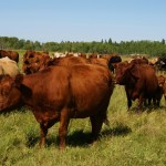 In many grasslands, including those of Western Canada, moderate grazing actually boosts overall plant diversity.