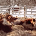 From the Cattlemen pixs folder