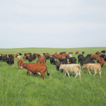 Learning to grow more grass in Saskatchewan