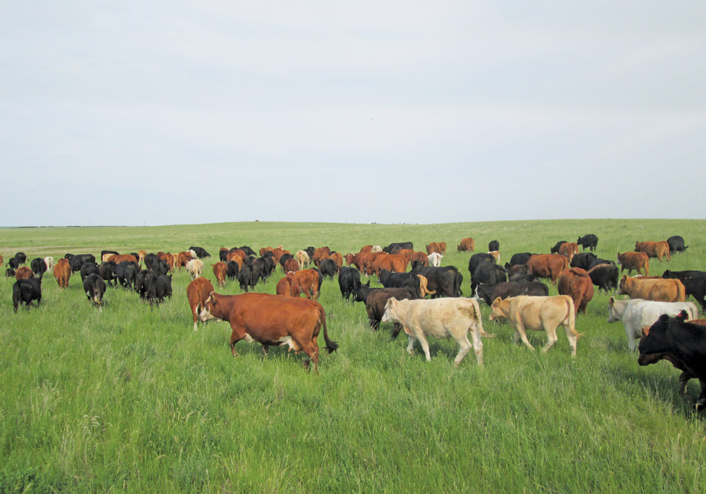 Learning to grow more grass in Saskatchewan