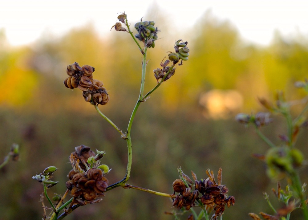 alfalfa seed - Glen Nicoll