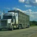 truck hauling livestock