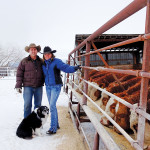 Rustlers take more than your cattle