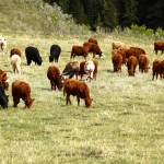 cattle grazing