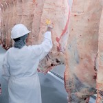 Chasing carcass quality not as easy as it looks