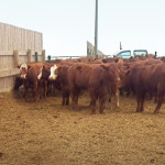 An audit is designed to provide a snapshot of the animal care and handling practices in the feedlot.