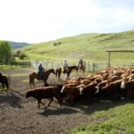 The animal care model is tied very closely to the requirements of the new Beef Cattle Code of Practice.