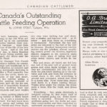 History: Canada’s Outstanding Cattle Feeding Operation