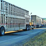 Cull cow transport study offers some surprises