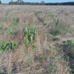 Alfalfa and chicory helped carry the cattle through the dry pasture conditions.