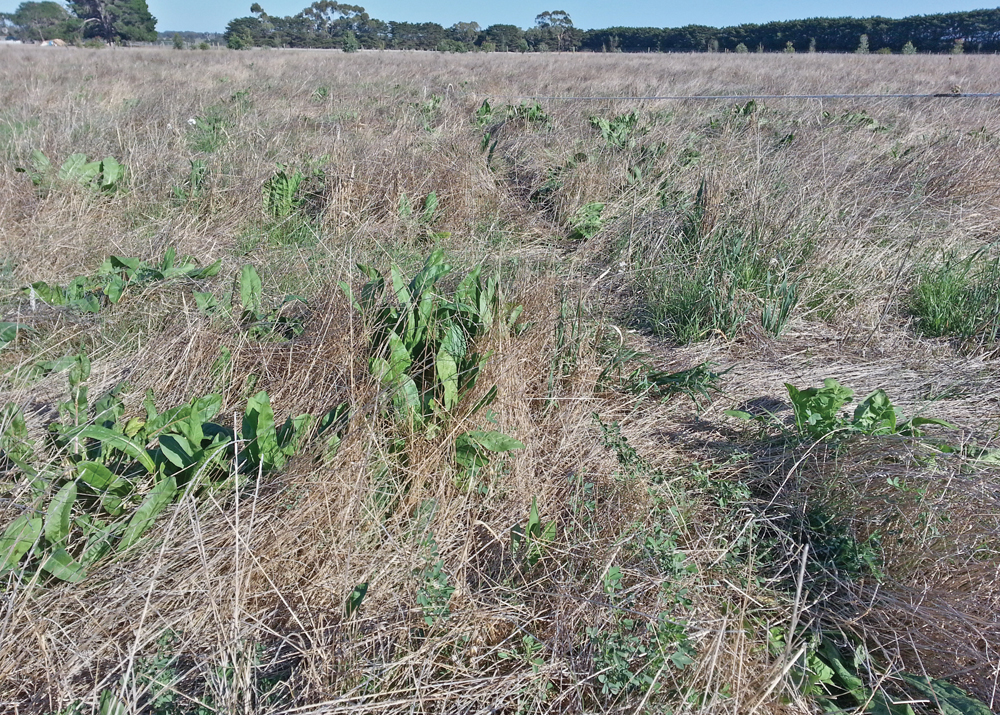 Alfalfa and chicory helped carry the cattle through the dry pasture conditions.