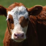 The lowdown on preconditioning calves