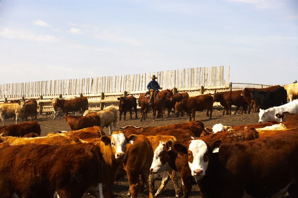 Check-off refunds, along with rural vet shortages, will be discussed at the upcoming Alberta Beef Producer meetings