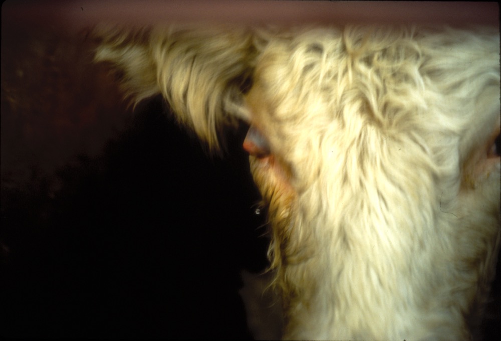 cow with pinkeye