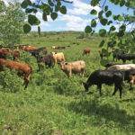 When to move cattle