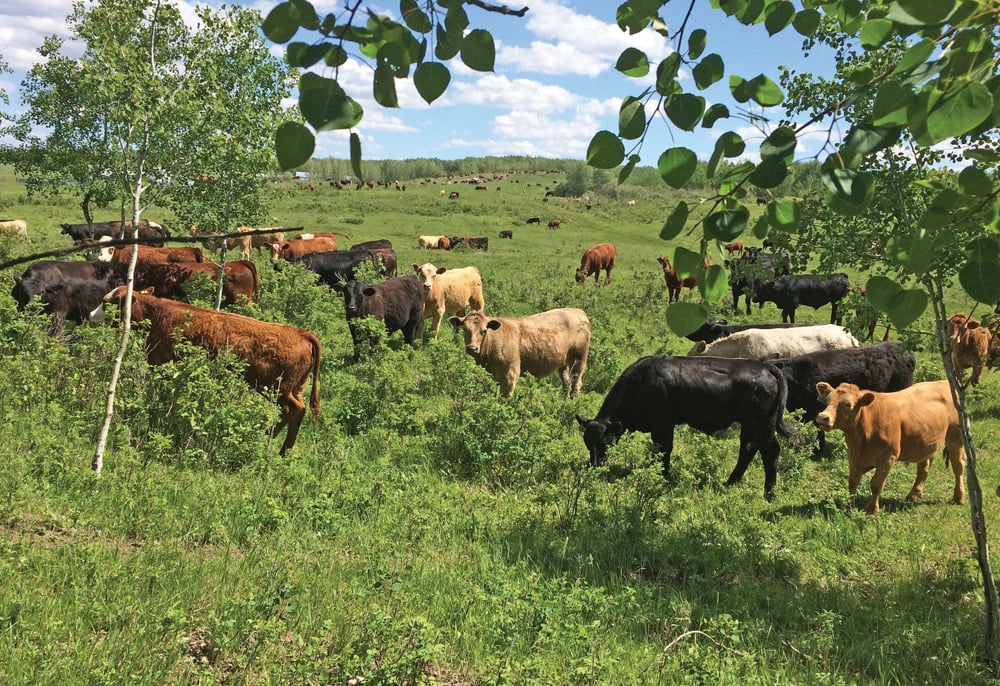When to move cattle