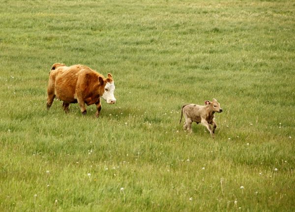 Calf contract numbers were down in Alberta and Saskatchewan and up in British Columbia and Manitoba in 2016.