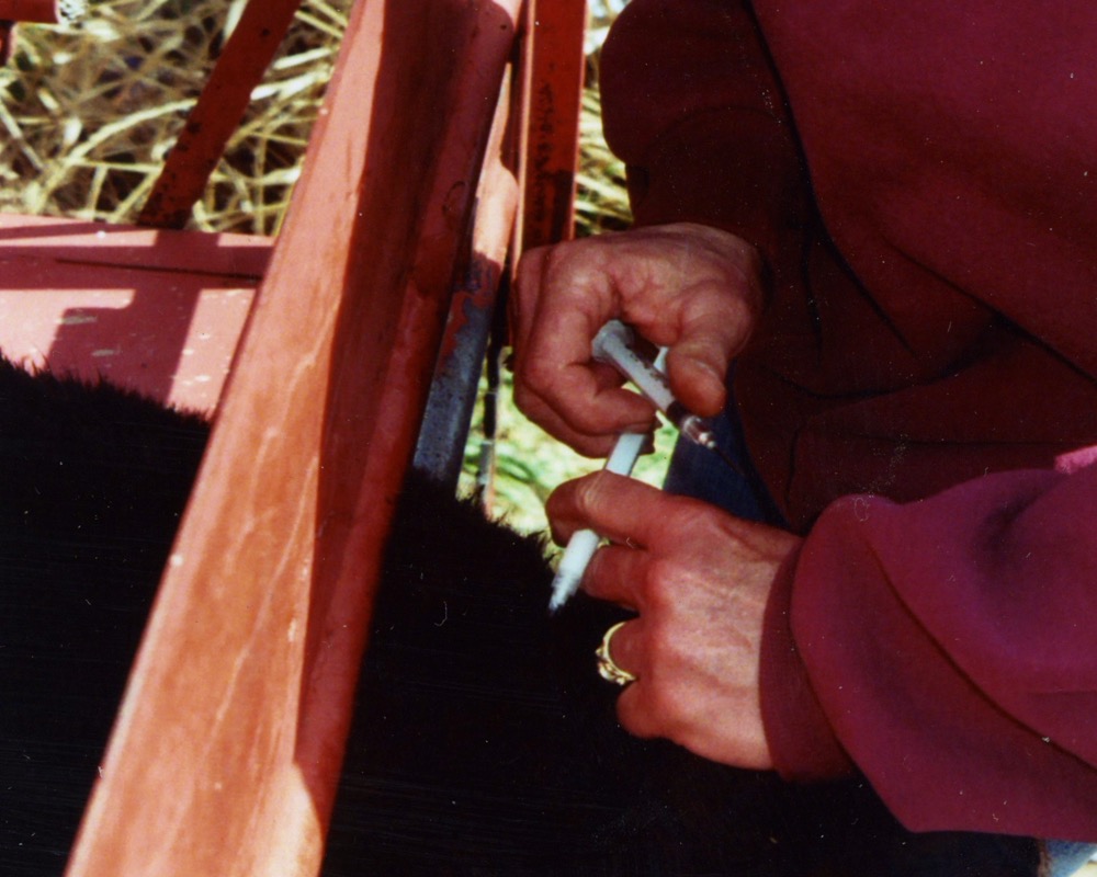 vaccinating a calf