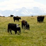 Deadly cattle condition called fog fever returns to the Prairies