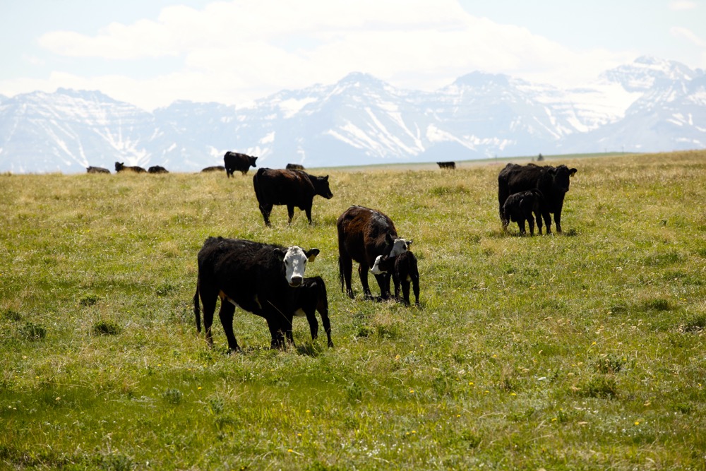 Deadly cattle condition called fog fever returns to the Prairies