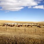 Cattle industry concerns shared by many in the U.S.