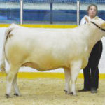 Annuroc Miss Coco 1C sired by XAL Firestruck was Grand Champion Female at Campbellford-Seymour Fair, August 7 in Campbellford, Ont. She is owned by Bogart Cattle Company, Tweed & Amabec Charolais, Warkworth. Grand Champion Bull was LDVF Cognac 2C sired by Tempo from Lajoie de Vivre Farm, Omemee.