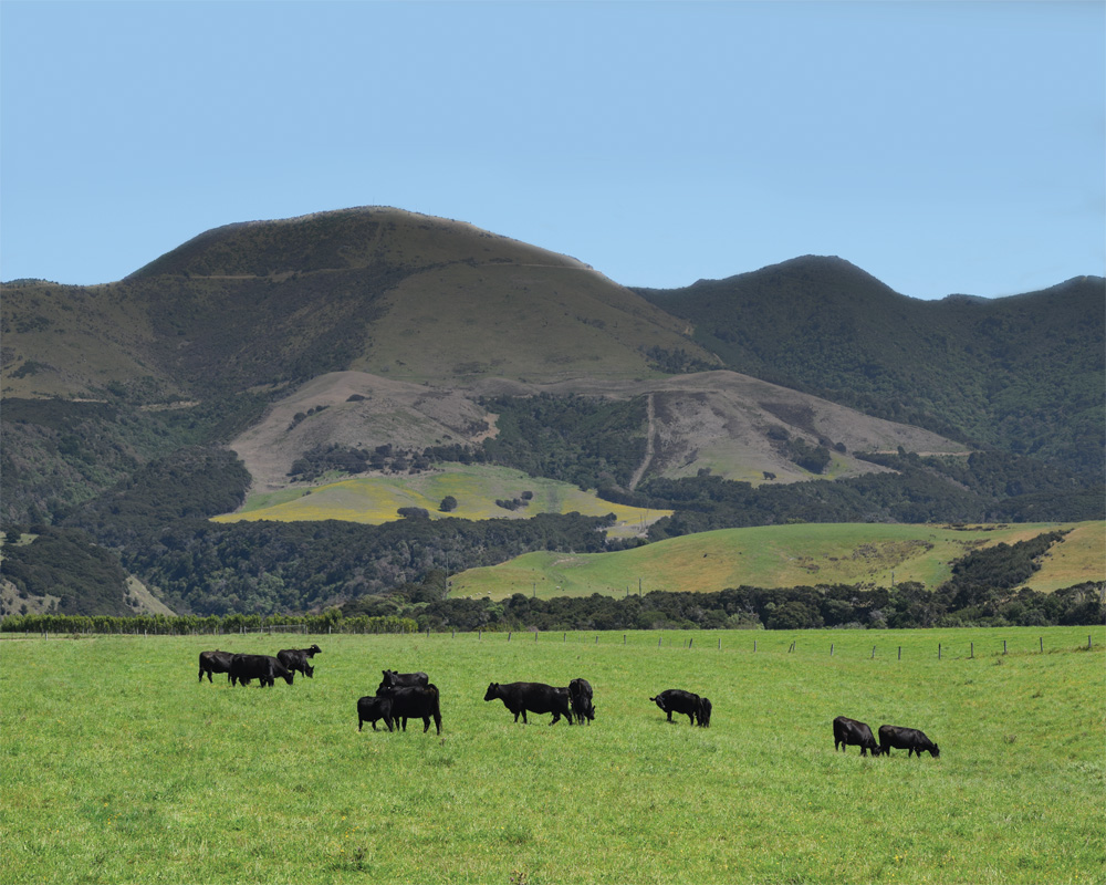 New Zealand through the eye of a pasture manager