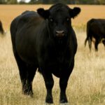 angus cow