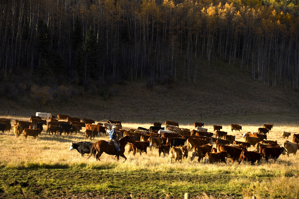 herding cattle