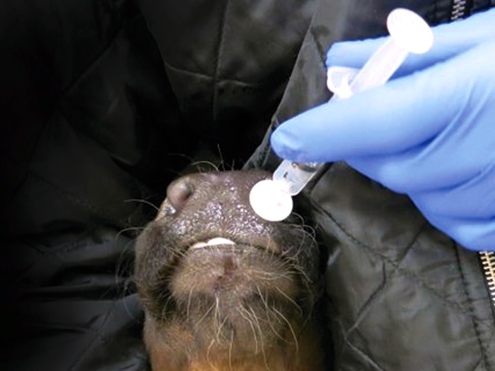 Intranasal vaccines get around maternal antibodies