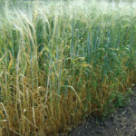 Producers can feed test standing crops by grabbing 20 to 25 samples, says Bart Lardner.