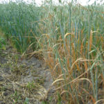 Producers can feed test standing crops by grabbing 20 to 25 samples, says Bart Lardner.