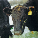 Some buyers refuse to take animals with burrs to avoid the risk of taking burdock seeds back to their ranch.