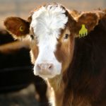 Antibiotic alternatives for livestock producers