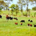 Cattle on pasture affected by AIP are typically adults recently introduced to lush, rapidly growing cover crops.