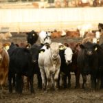 Nilssons buys Brooks feedlot