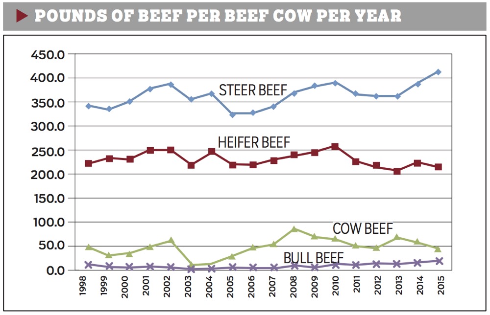 Has cattle industry productivity improved in recent years?