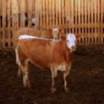 Quarantined ranches don’t have the facilities to feed the hundreds of calves they expected to sell in the fall, so Alberta Beef Producers is trying to get permission to use — and then find — feedlots willing to take them.