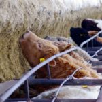 Pollan’s greenhouse gas emission claims in regards to agriculture are vastly exaggerated.